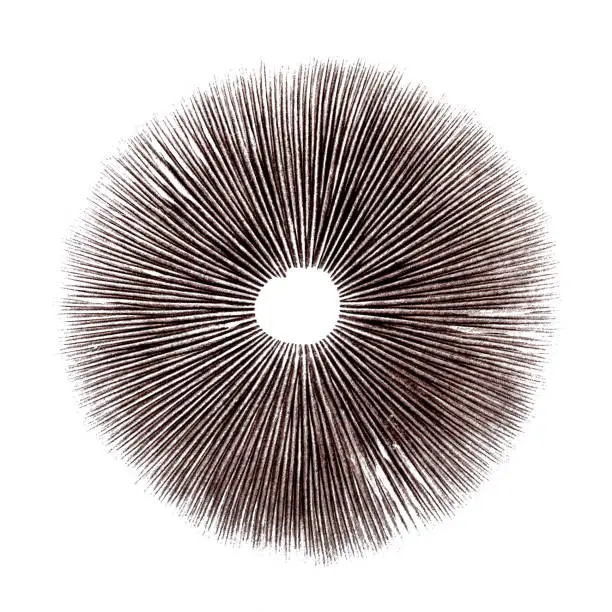 Spore Print